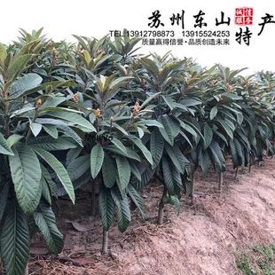 苏州东山白沙白玉枇杷苗白沙枇杷树苗嫁接苗冠玉琵琶树苗带土发货