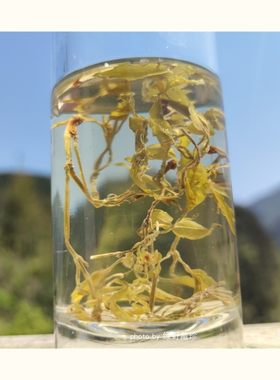 野生藤茶莓茶显齿蛇葡萄