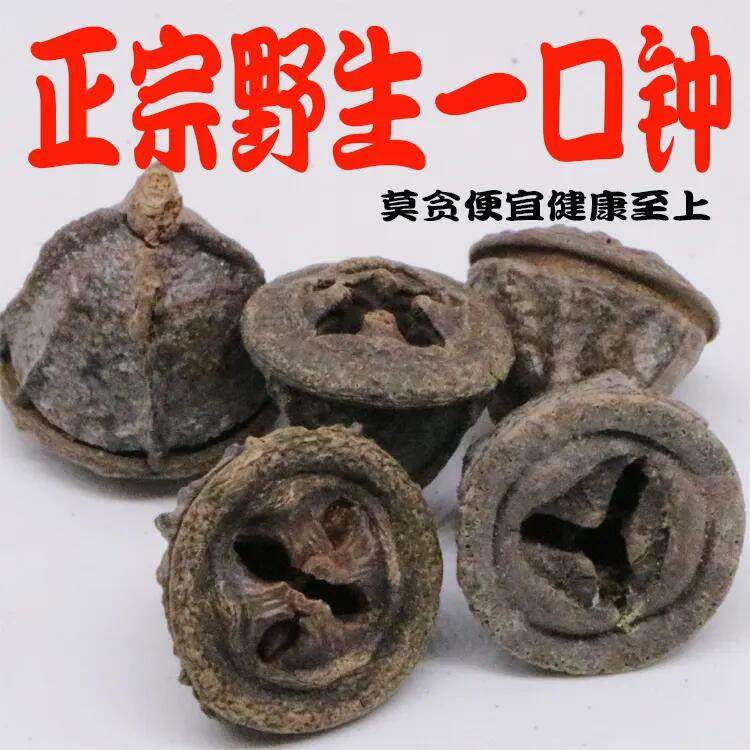 野生云南一口钟胜利果扣子七红嗽叭花洋草果楠桉果一口盅中药材
