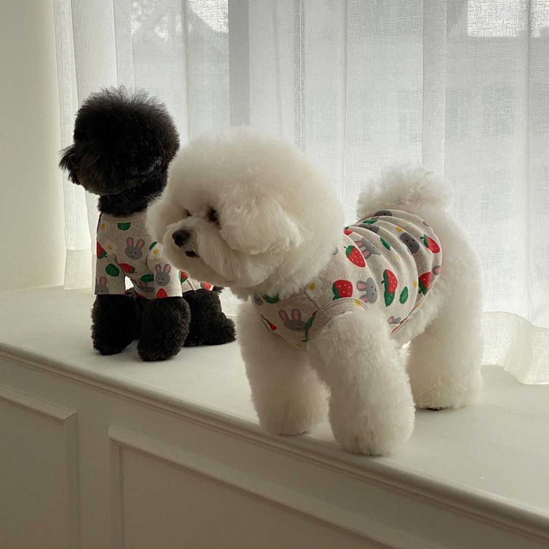 现货[terry同款韩国likalika兔子