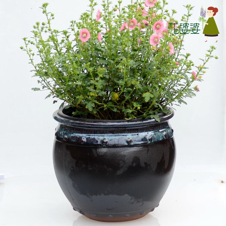 花婆婆  阳台盆栽花卉 小木槿  观花型木本植物带花苞绿植小盆栽