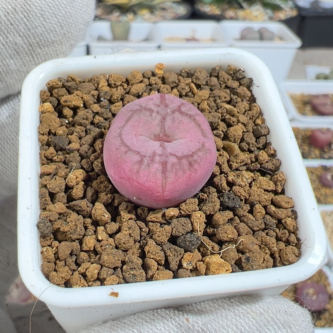 5-193cr1527超猴杂小酒杯体