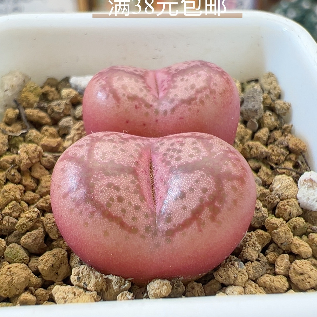 12-9开播福利紫猴杂超毛厚皮多肉植物