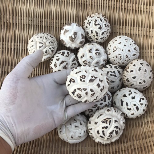湖北随州特产大花菇花菇