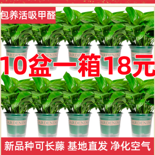 绿萝盆栽室内大盆绿箩植物室内吸除甲醛水培新房自动吸水绿植花卉