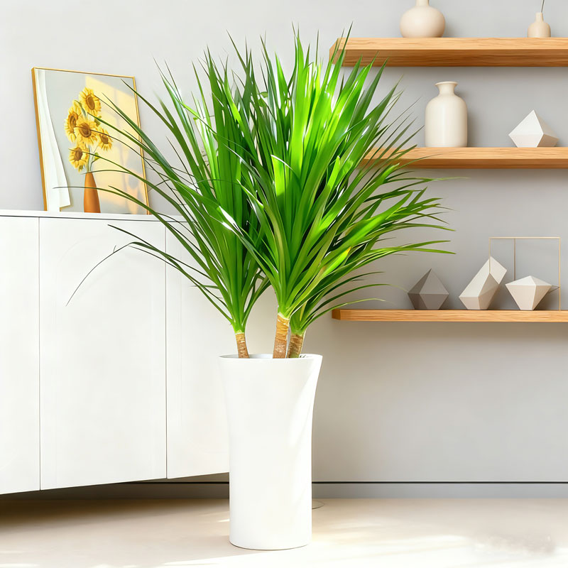 大型龙血树三颗盆栽室内客办公室净化空气常青常绿