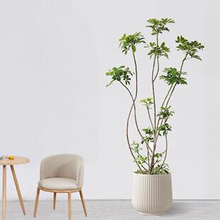 造型鸭脚木七叶莲丛生造型植物