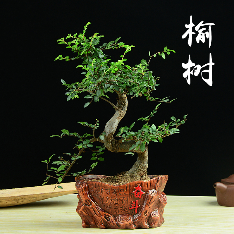 榆樹盆景植物小葉下山樁室內老樁客廳辦公室高檔送禮綠植盆栽花卉