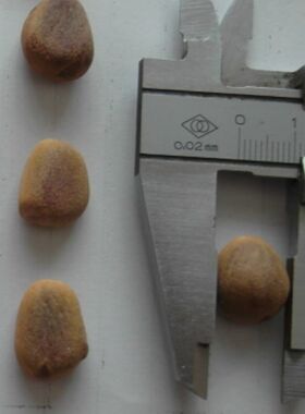 雕刻专用松子红松籽拍diy种子