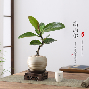 高山榕盆栽植物室内客厅禅意招财树盆景办公室桌面好养四季绿植