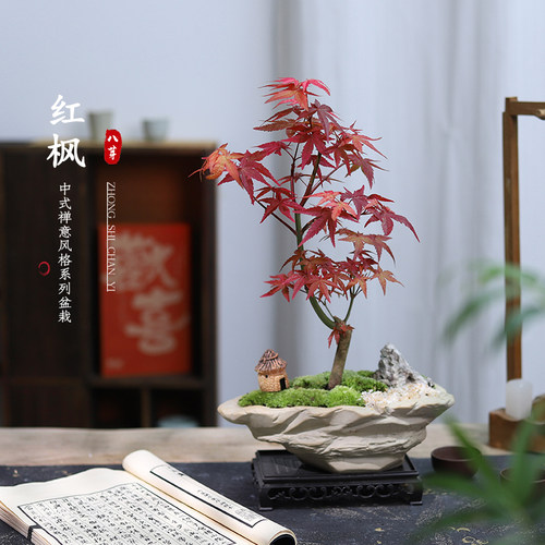 红枫客厅桌面好养易活