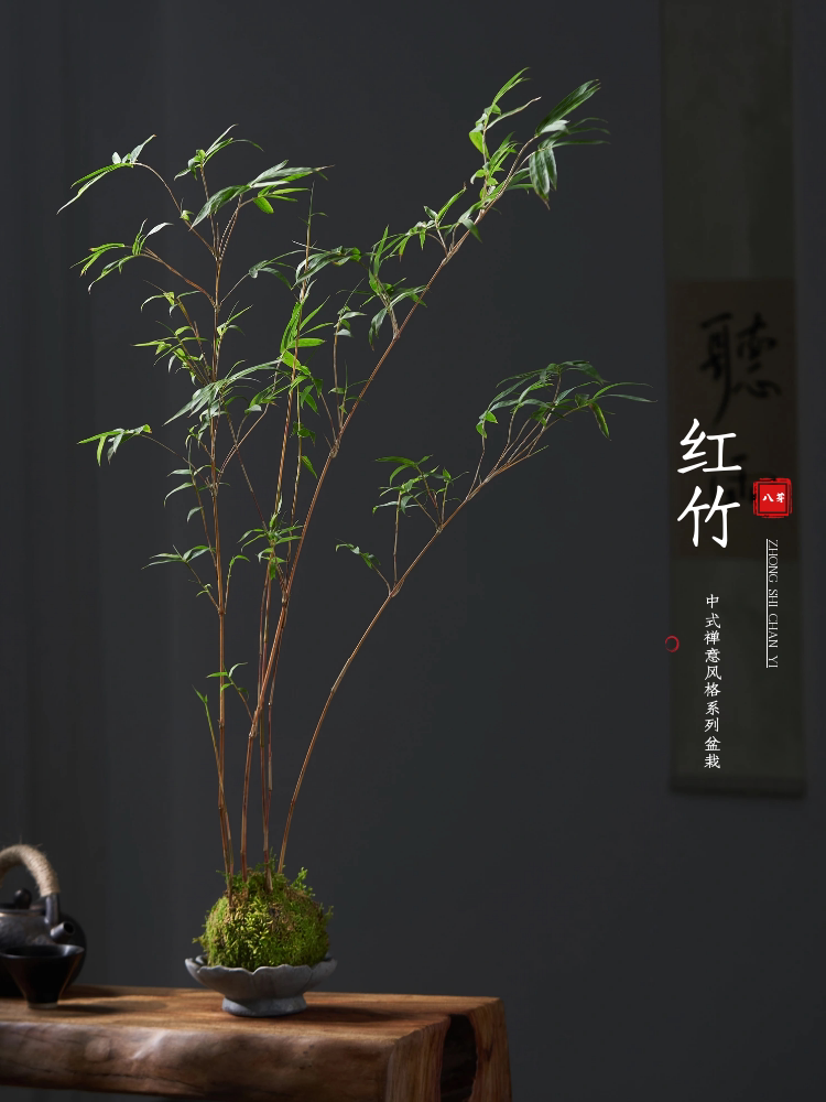 苔玉苔藓球红观音竹米竹子水培好养客厅室内绿植物中式桌面盆景栽
