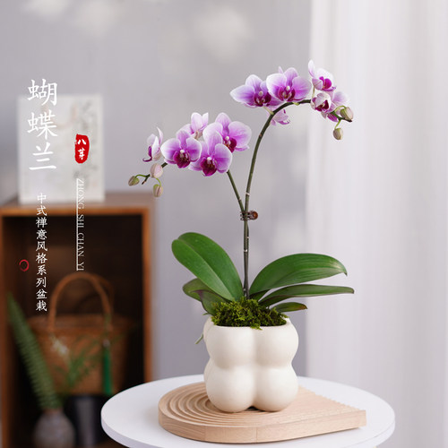 八芽蝴蝶兰好养易活带花剑