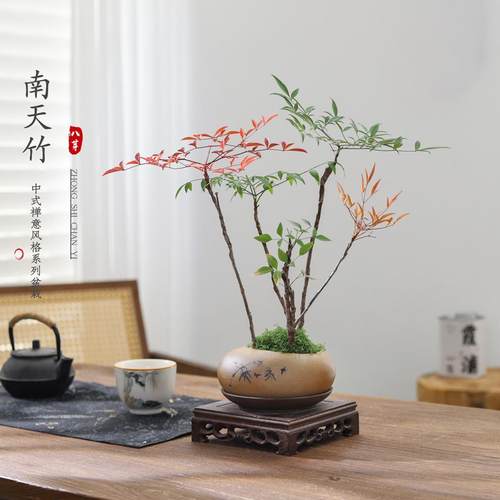南天竹盆栽观叶好养耐寒禅意