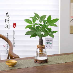 发财树盆栽客厅室内桌面好养懒人水土培植物绿萝净化空气绿植盆景