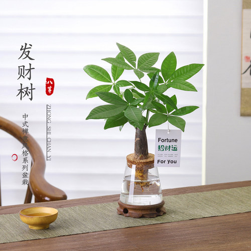 发财树水培懒人好养净化空气盆栽
