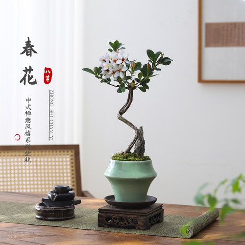 春花盆栽办公桌净化空气花卉盆景