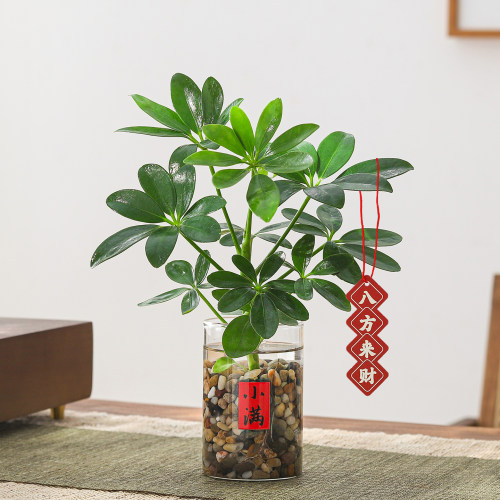 鸭脚木水培室内招财好养盆景