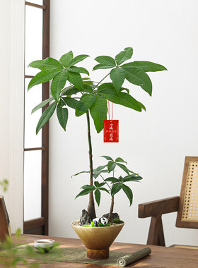 一盆发财树满屋好财运