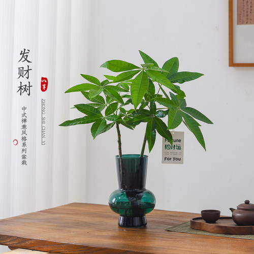 好养植物净化空气水培花卉桌面