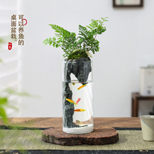 狼尾蕨盆栽室内迷你微景观生态瓶小鱼缸办公桌面绿植好养活送礼物