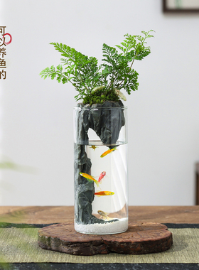 狼尾蕨盆栽室内迷你微景观生态瓶小鱼缸办公桌面绿植好养活送礼物