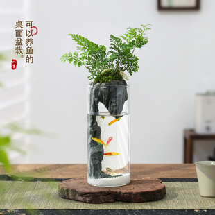 狼尾蕨盆栽室内迷你微景观生态瓶小鱼缸办公桌面绿植好养活送礼物