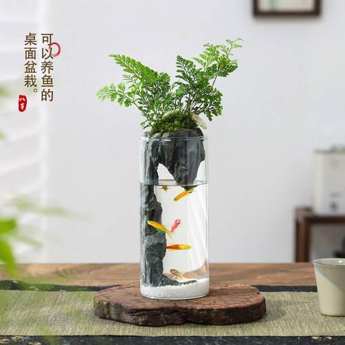 狼尾蕨盆栽室内迷你微景观绿植