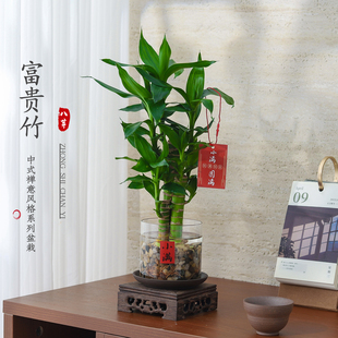富貴竹盆栽室內客廳綠植花卉懶人好養水培植物辦公室工位桌面盆景