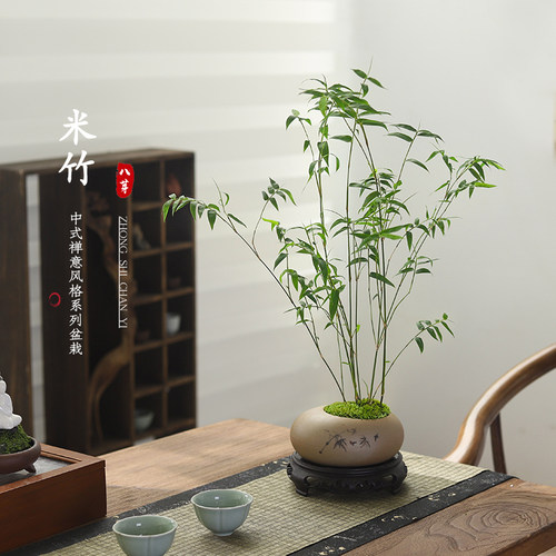 小叶米竹盆栽植物绿植