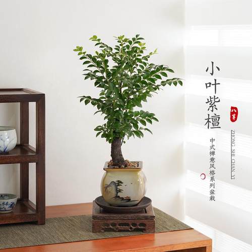 小叶紫檀盆景老桩植物绿植