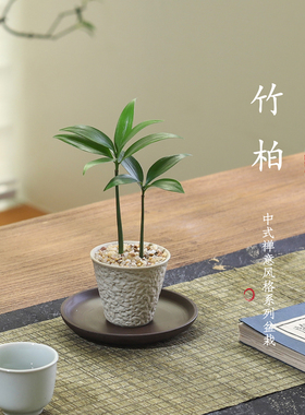 竹柏盆栽室内客厅好养花卉绿植办公室内桌面四季常青植物摆件盆景