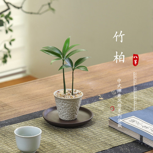 竹柏盆栽室内客厅绿植