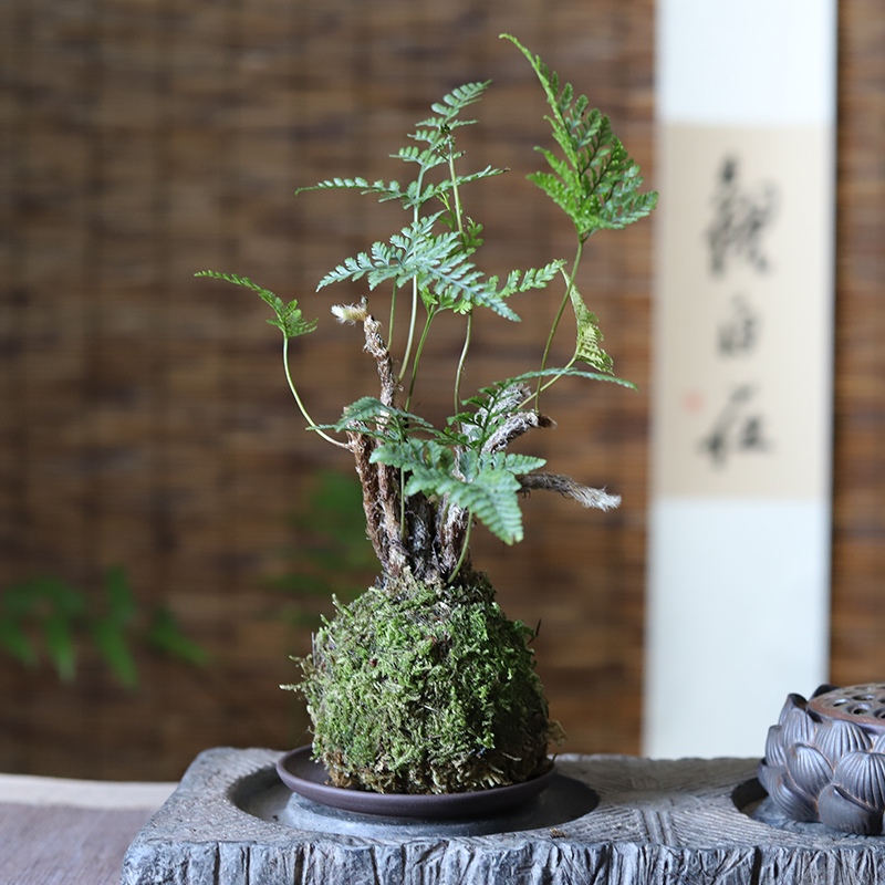 苔玉苔藓球一叶狼尾蕨茶几桌办公室书房禅意好养日本水培绿植盆景