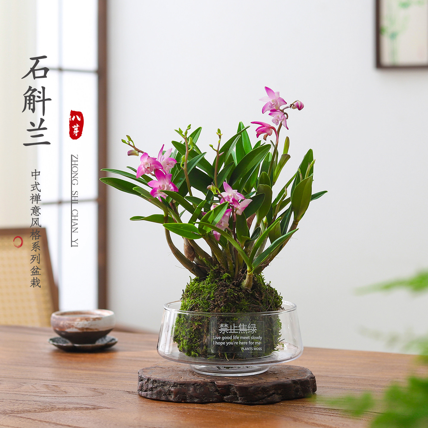 石斛兰苔藓球盆栽室内植物办公室桌面好养活绿植净化空气花卉盆景,鲜花速递/花卉仿真/绿植园艺,绿植,淘宝优惠券,粉丝福利购,淘宝优惠卷