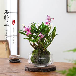 石斛兰苔藓球盆栽室内植物办公室桌面好养活绿植净化空气花卉盆景
