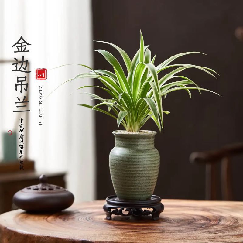 金边吊兰花禅意新中式茶室办公室观叶盆景迷你吸甲醛净化空气绿植