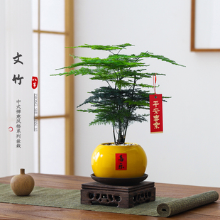 文竹盆栽室内客厅禅意植物办公室桌面绿植好养活净化空气花卉盆景