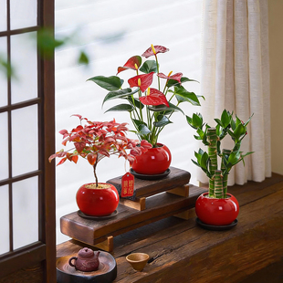 富贵竹南天竹红掌盆栽客厅室内绿植桌面好养植物招财送礼花卉盆景