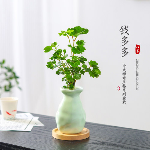 钱多多盆栽植物室内绿植