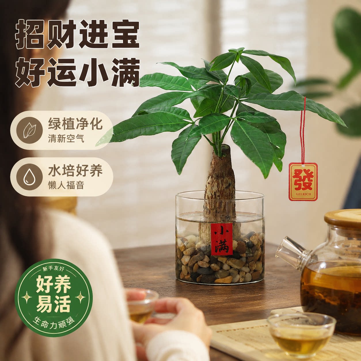 发财树小盆栽客厅办公室内水培植物招财绿植开业送礼富贵竹风水树