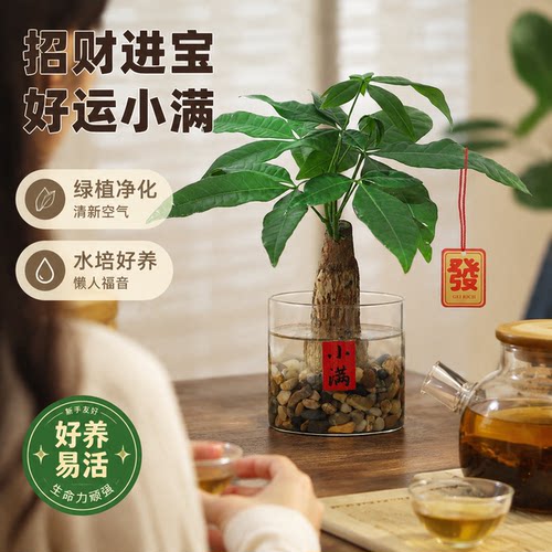 工位放水培发财树，暴富不用等