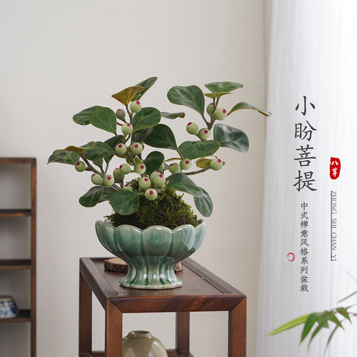 小盼菩提盆栽室内水培绿植