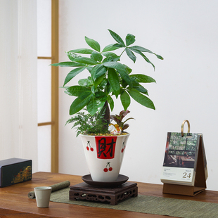 【马上发财】发财树盆栽室内招财绿植办公室送礼好养绿植花卉盆景