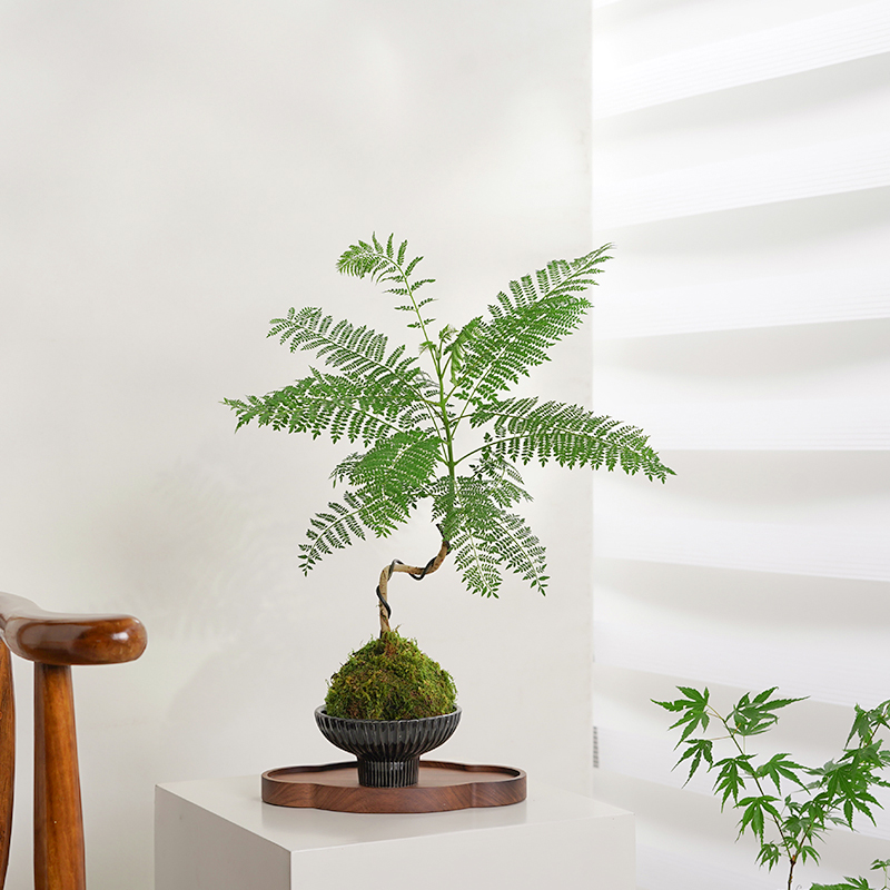 造型流泉枫盆栽苔藓球客厅室内外中式观叶绿植物四季好养花卉盆景