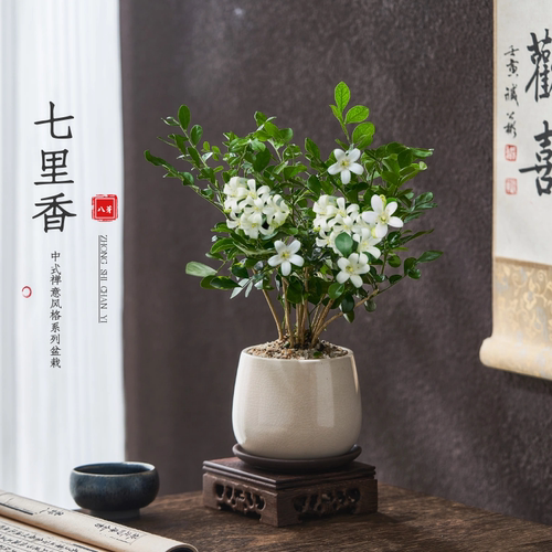 七里香花卉绿植室内四季开花浓香