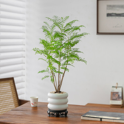 蓝花楹植物盆栽桌面绿植