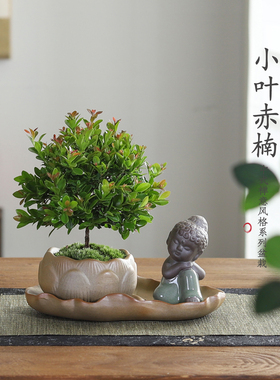 小叶赤楠盆栽中式禅意植物文竹客厅室内桌面好养绿植四季常青花卉