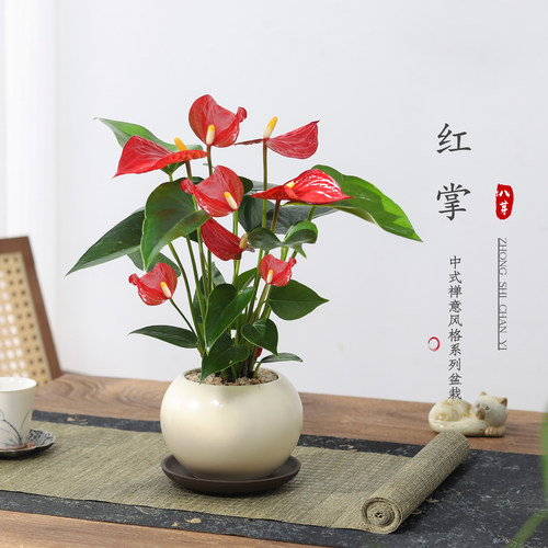 八芽红掌盆栽室内绿植净化空气