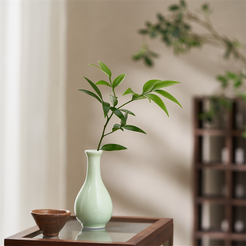 竹柏铜钱草绿萝水培桌面微盆栽